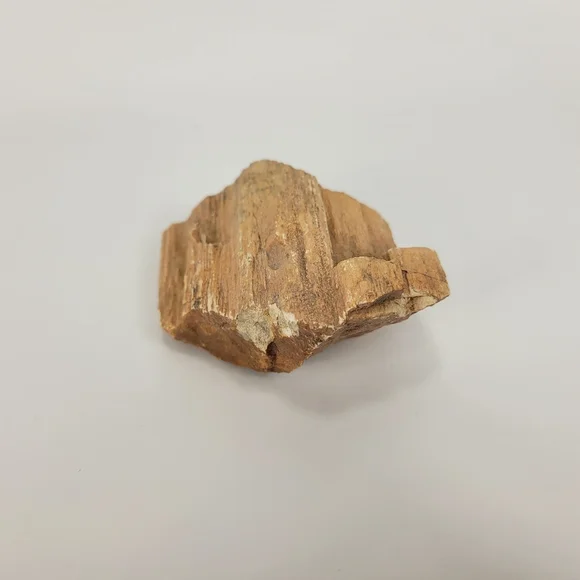 Petrified Wood Small 3 Inch Raw Natural Fossil Rock Specimen Arizona Mineral - Picture 6 of 12